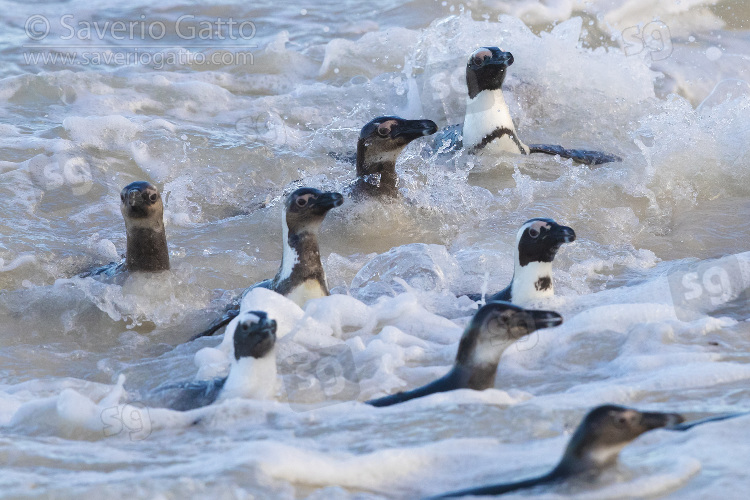 African Penguin, a flock emerging from the water