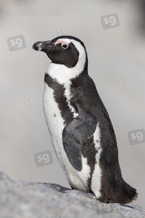 African Penguin, side view of an adult standing on a rock