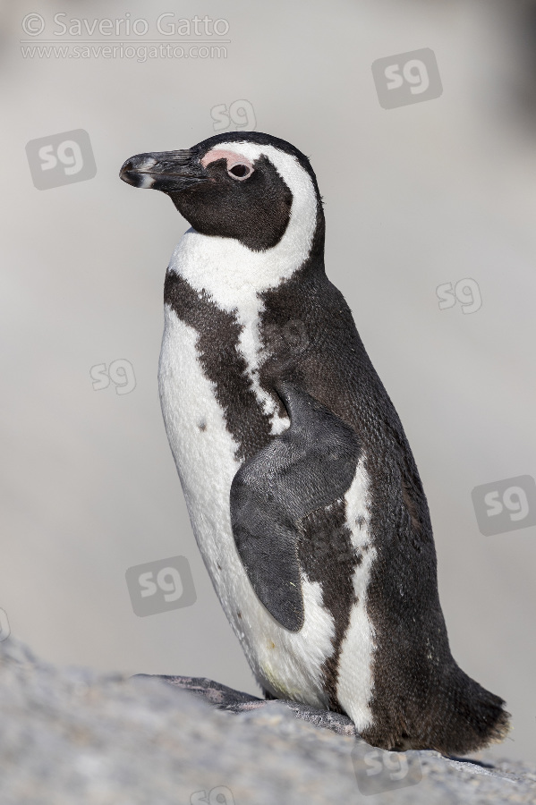 Pinguino africano