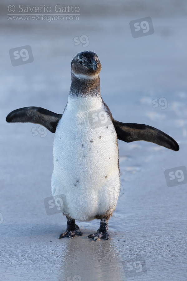 African Penguin, front view of an immature standing on the shore