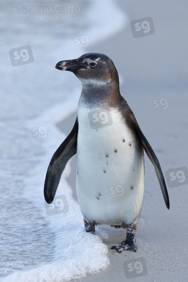 African Penguin, front view of an immature standing on the shore