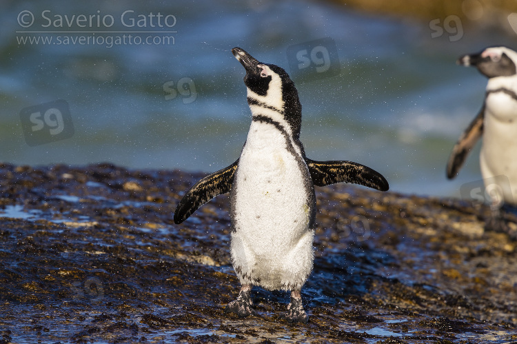 African Penguin, front view of an adult standing on a rock