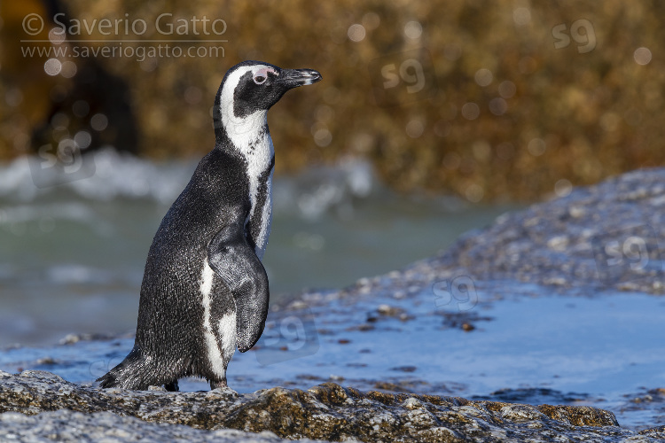 African Penguin, side view of an adult standing on a rock