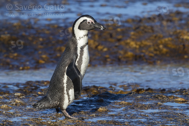 African Penguin, side view of an adult standing on a rock