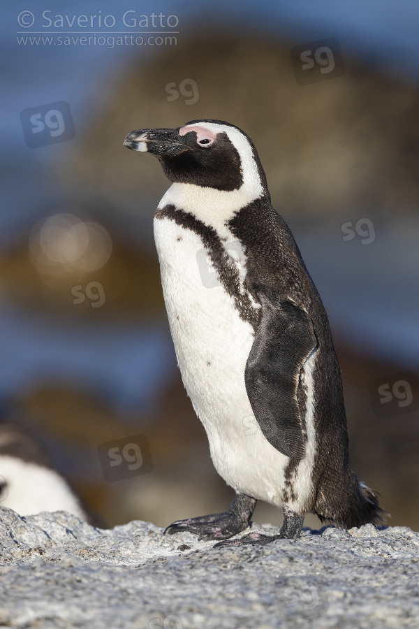 Pinguino africano, adulto su una roccia