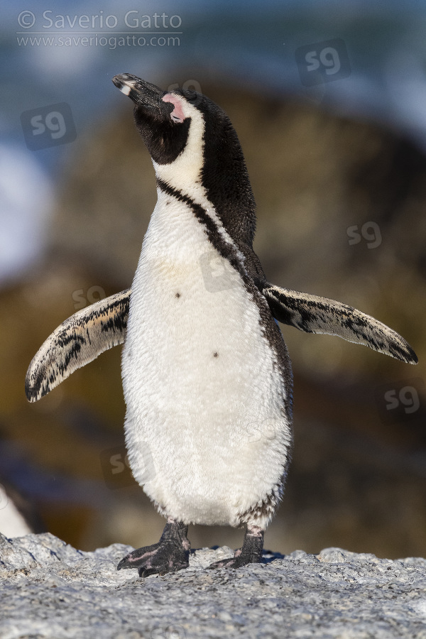 African Penguin, front view of an adult standing on a rock