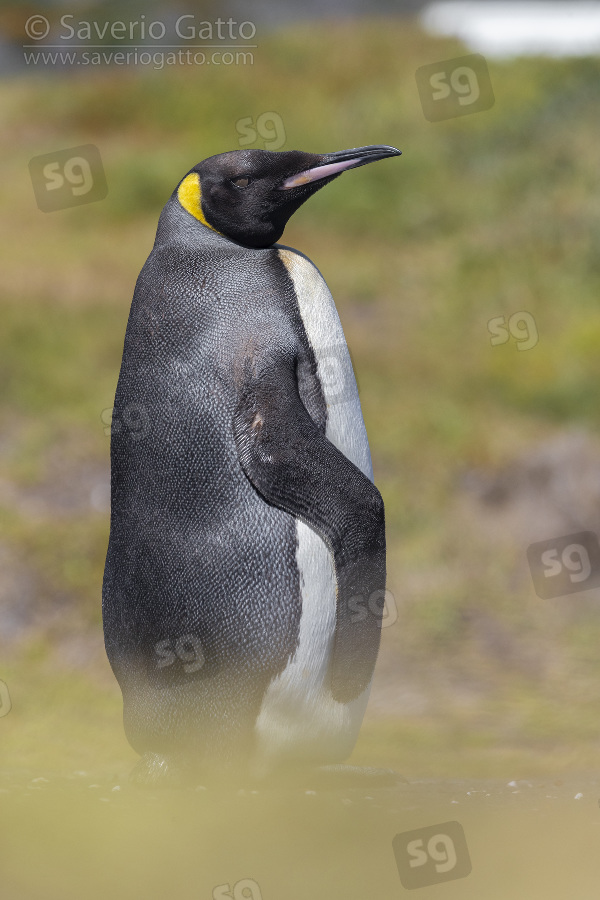 Pinguino reale, adulto in piedi sul terreno