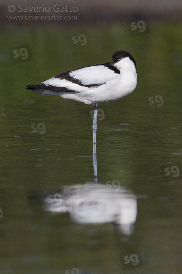 Pied Avocet, side view of an adult resting in the water