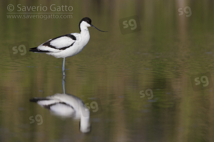 Pied Avocet, side view of an adult standing in the water