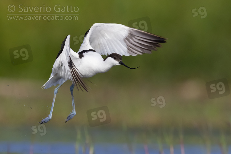 Pied Avocet, adult in flight