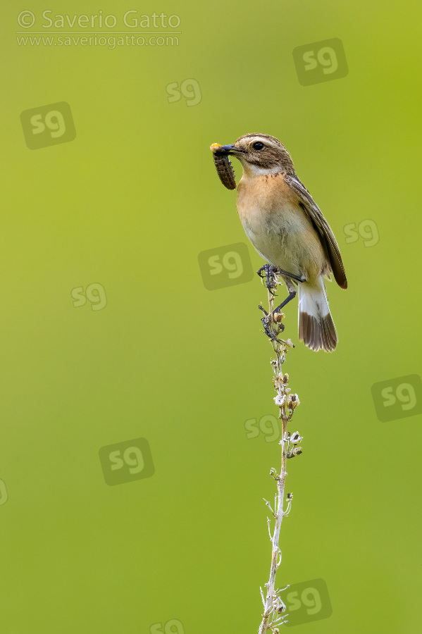 Whinchat