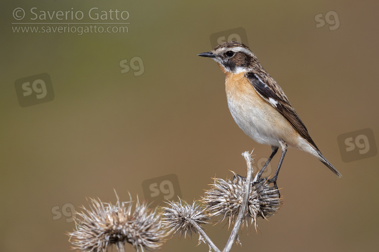 Whinchat, side view of an adult male perched on a dead thistle