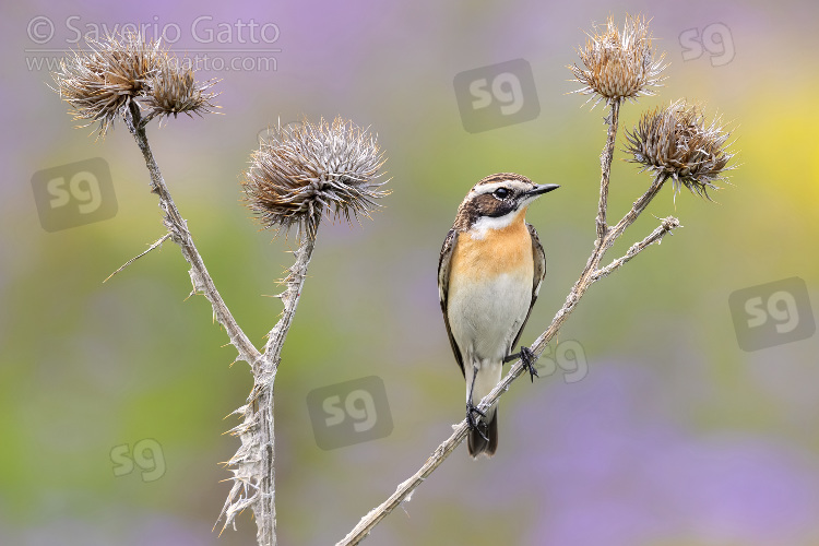 Whinchat, adult male perched on a dead thistle