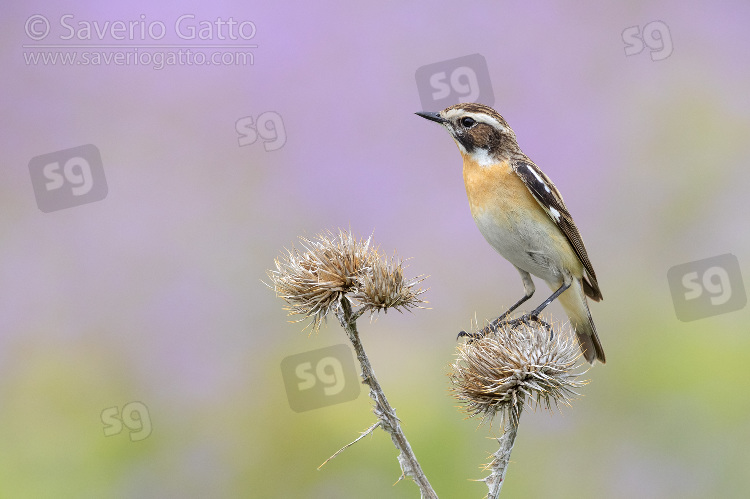 Whinchat, adult male perched on a dead thistle