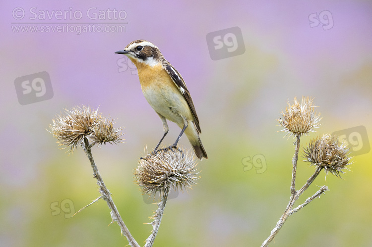 Whinchat, adult male perched on a dead thistle