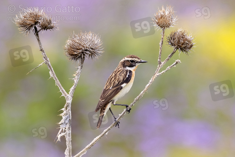 Whinchat, side view of an adult male perched on a dead thistle