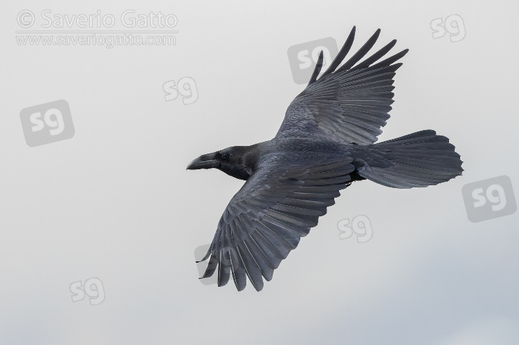 African Northern Raven, adult in flight seen from above