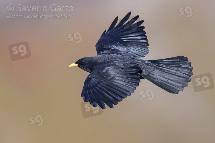 Alpine Chough, adult in flight seen from above