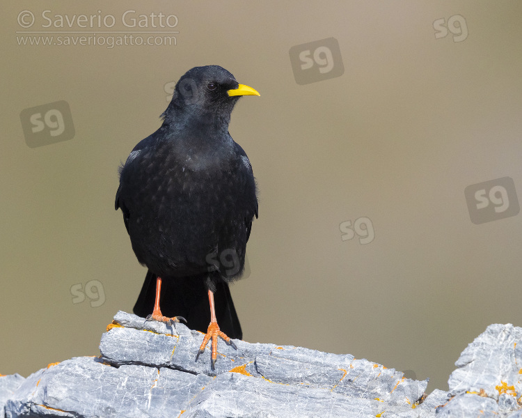 Alpine Chough, adult stnding on a rock