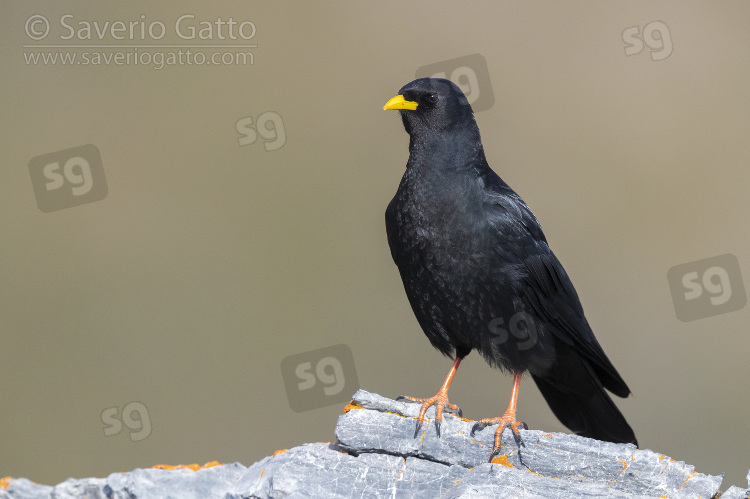 Alpine Chough, adult standing on a rock