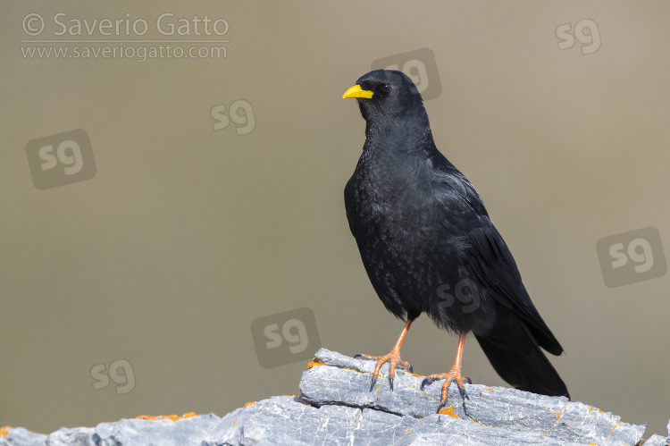 Alpine Chough