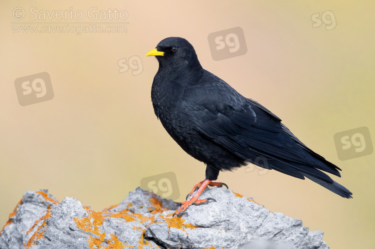 Alpine Chough, side view of an adult standing on a rock