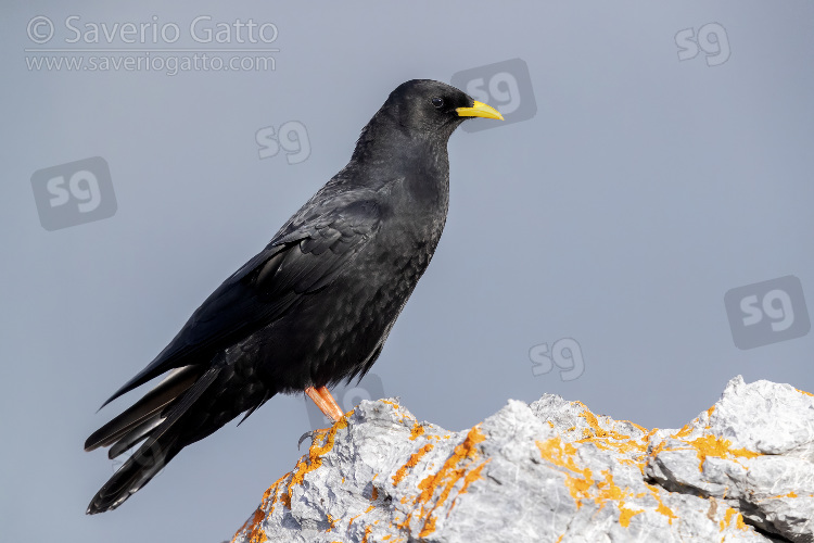 Alpine Chough, side view of an adult standing on a rock