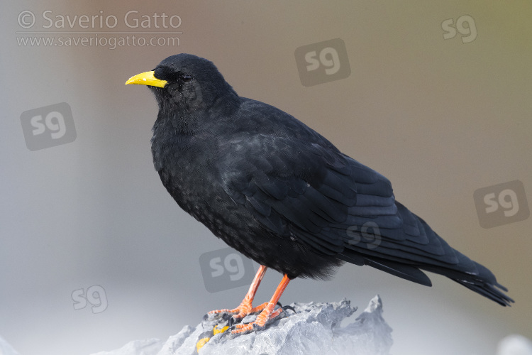 Alpine Chough, side view of an adult standing on a rock