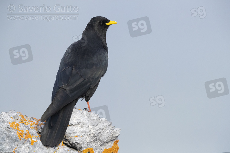 Alpine Chough