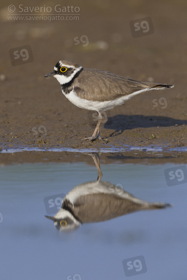 Little Ringed Plover