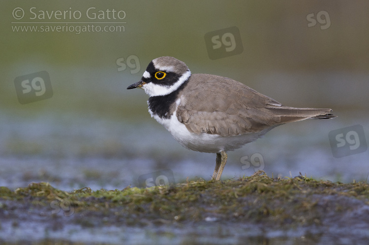 Little Ringed Plover, side view of an adult standing on the ground