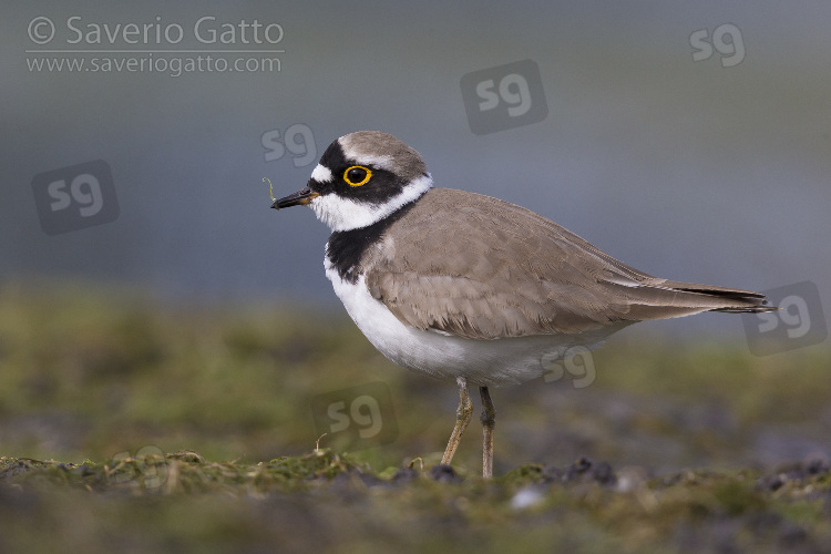 Little Ringed Plover