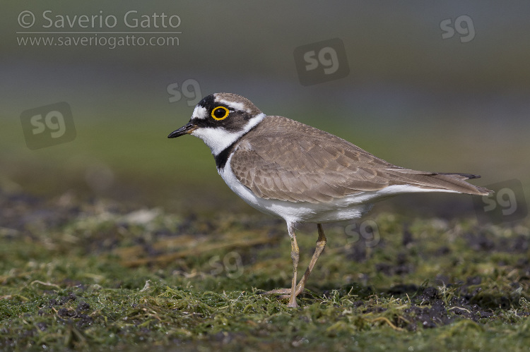 Little Ringed Plover, side view of an adult standing on the ground