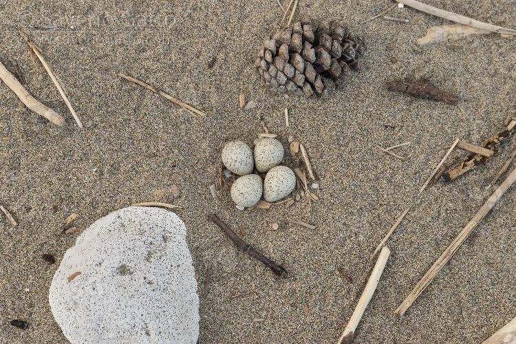 Nido di corriere piccolo, nido sulla sabbia con quattro uova