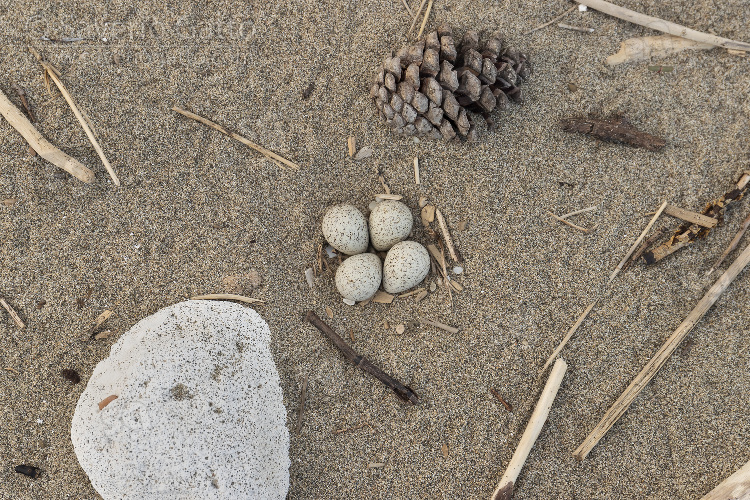 Nest of Little Ringed Plover, close-up of a nest with four eggs