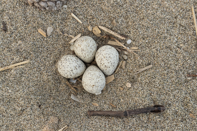 Nest of Little Ringed Plover