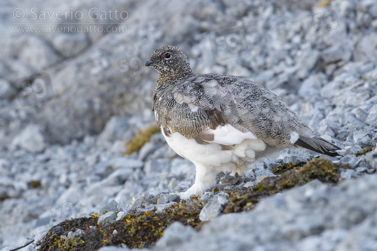 Rock Ptarmigan, adult female standing on a rocky terrain