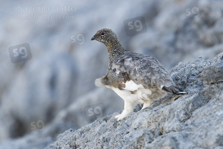 Rock Ptarmigan, adult female standing on a rocky terrain