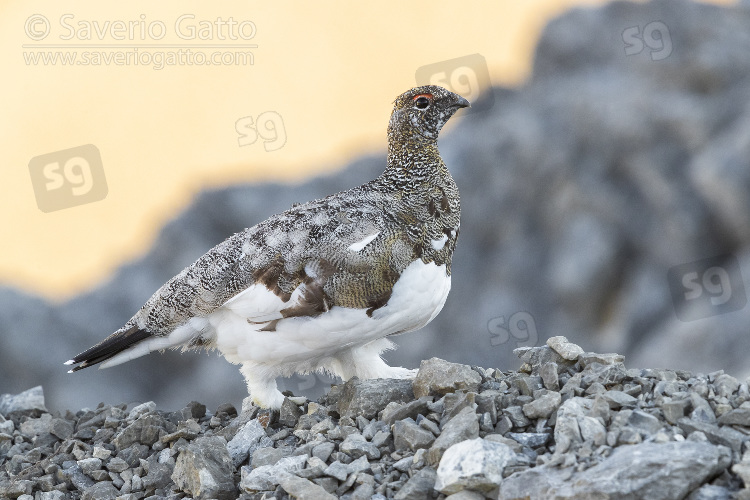 Pernice bianca, femmina adulta che cammina su un terreno roccioso