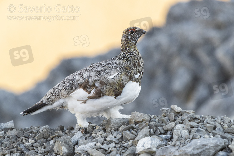 Rock Ptarmigan, adult female walking on a rocky terrain