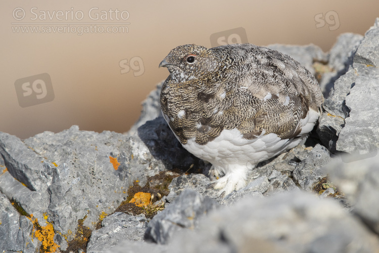 Rock Ptarmigan, adult female on a rocky terrain