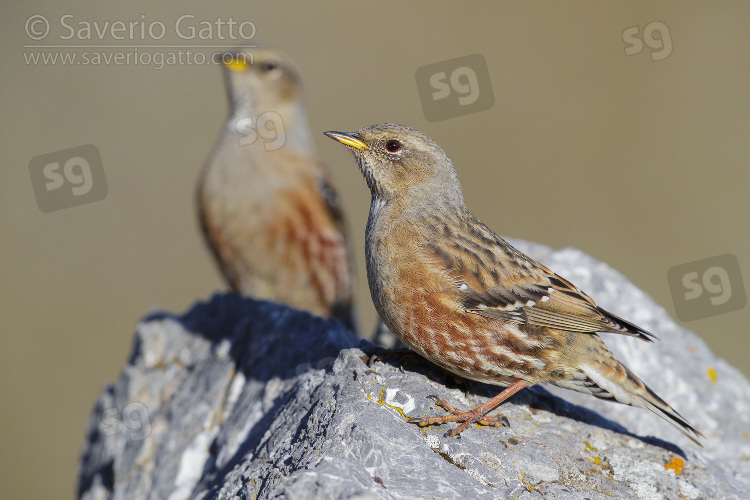 Alpine Accentor, two adults perched on a rock