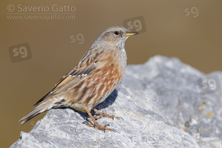 Alpine Accentor, side view of an adult perched on a rock