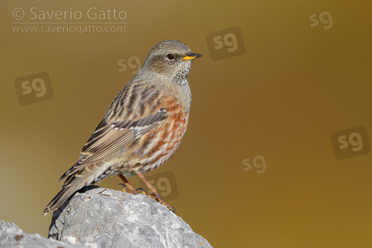 Alpine Accentor, side view of an adult perched on a rock