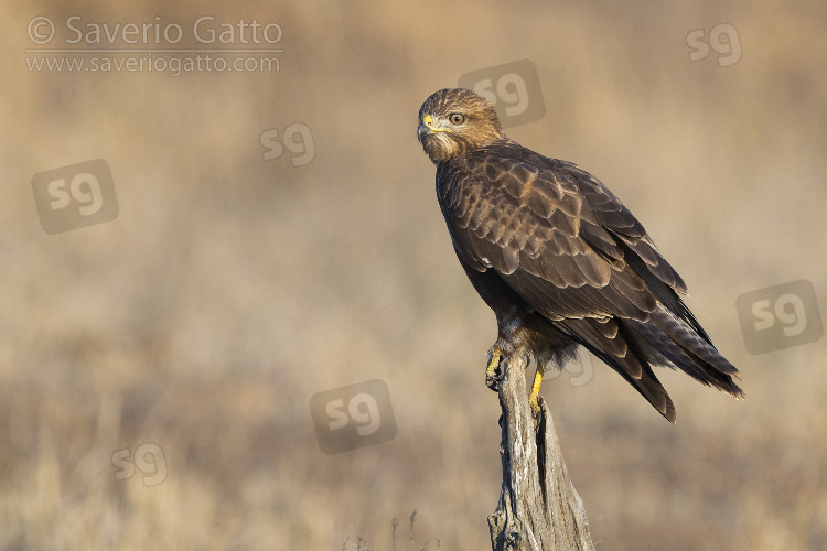 Steppe Buzzard, individual perched on an dead trunk