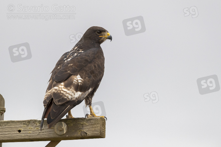 Jackal Buzzard