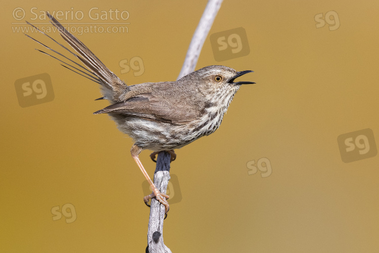 Karoo Prinia, adult singing from a dead branch