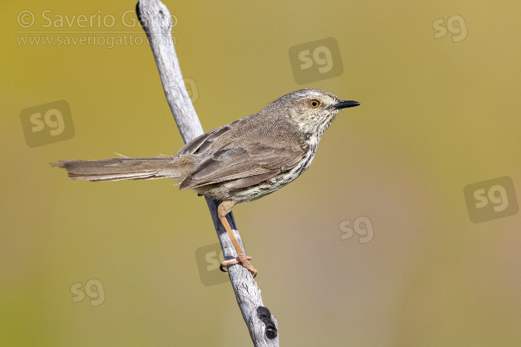 Karoo Prinia, side view of an adult perched on a branch