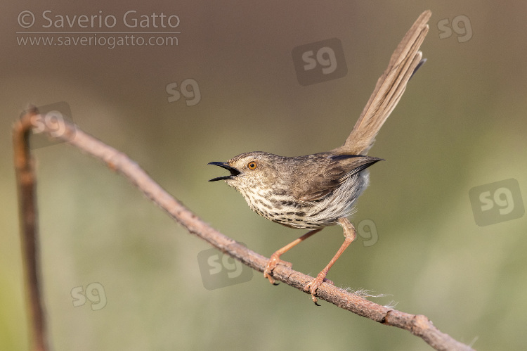 Karoo Prinia, adult singing from a dead branch