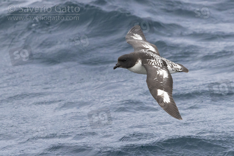 Cape Petrel, individual in flight over the sea